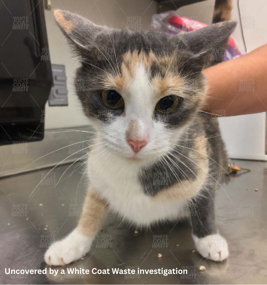 Your Tax Dollars Are Still Abusing Pets, Thanks to the NIH