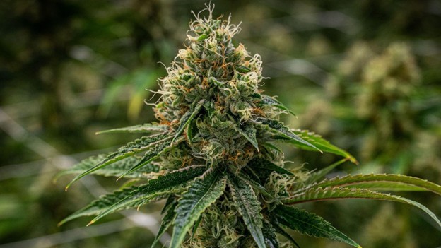 Best Feminized Seeds Top Feminized Cannabis Seeds to Grow in 2026