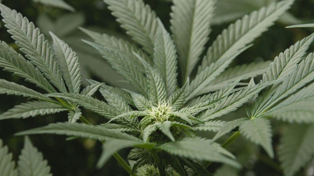 Best Sativa Seeds: Top Sativa Strains to Grow in 2026 & How to Choose