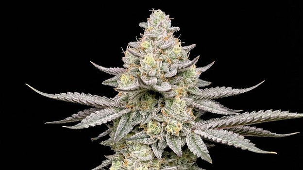 Blue Dream Seeds: Grow Guide for a Legendary Sativa-Dominant Hybrid