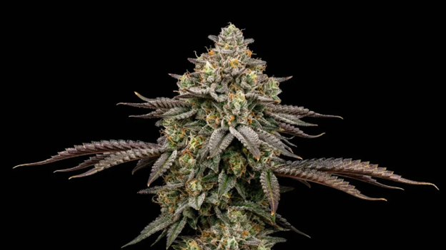 Godfather OG Seeds: A Complete Guide to Growing the Don of All OGs