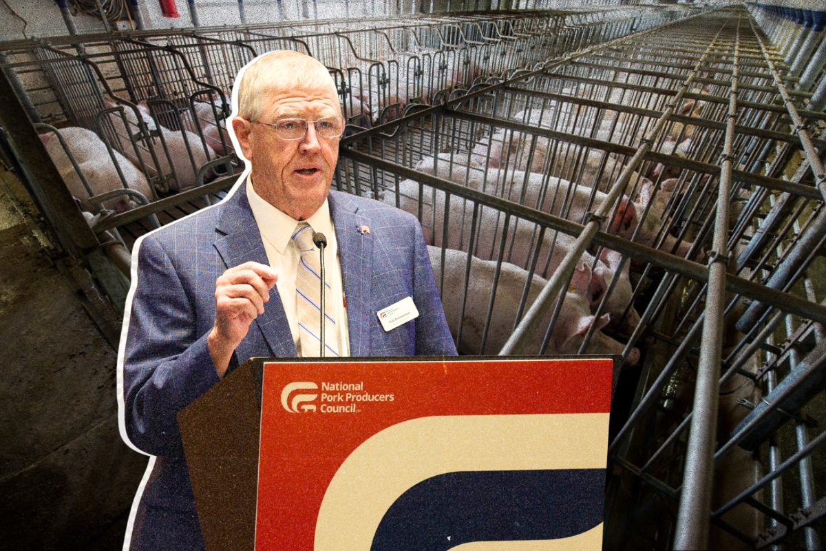 Big Pork is Betraying Farmers and American Voters to Serve a Chinese Corporation